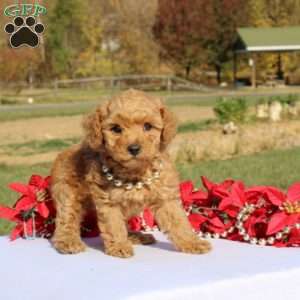 Akeelah, Miniature Poodle Puppy